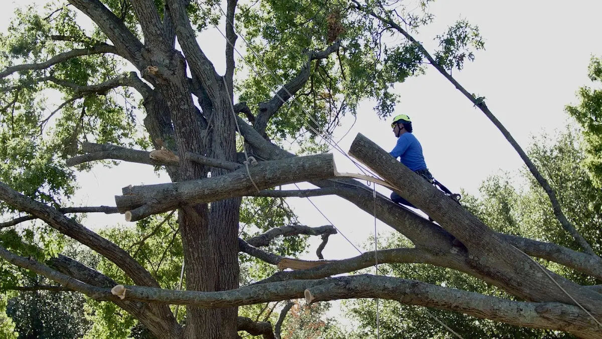 Professional Crown Thinning performed by certified arborists in Islandia