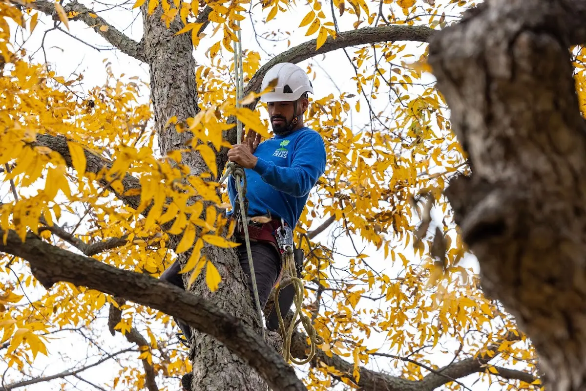 Skilled Tree Transplanting crew working in Islandia