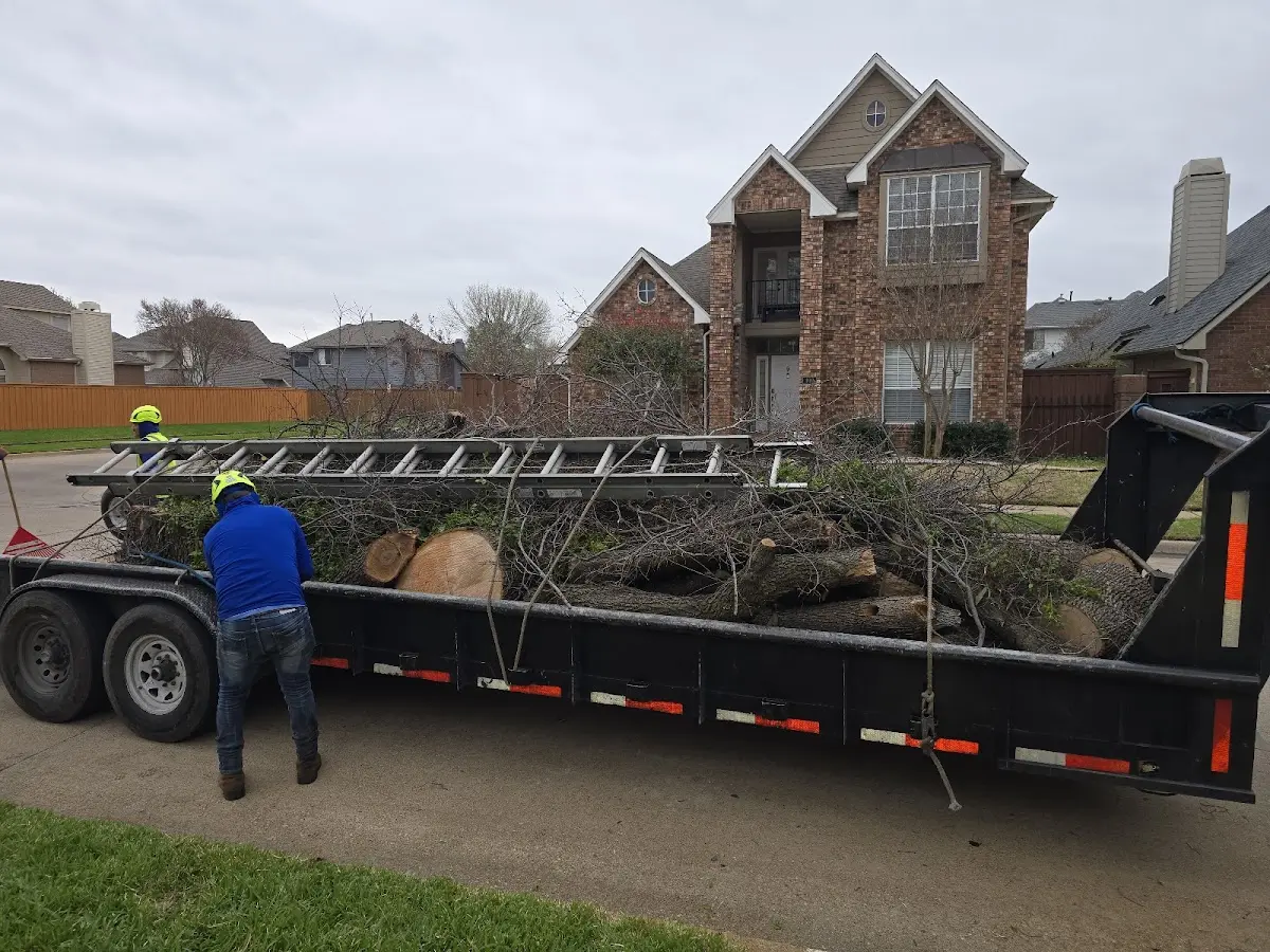 Expert Tree Pest Control with proper safety equipment in Islandia